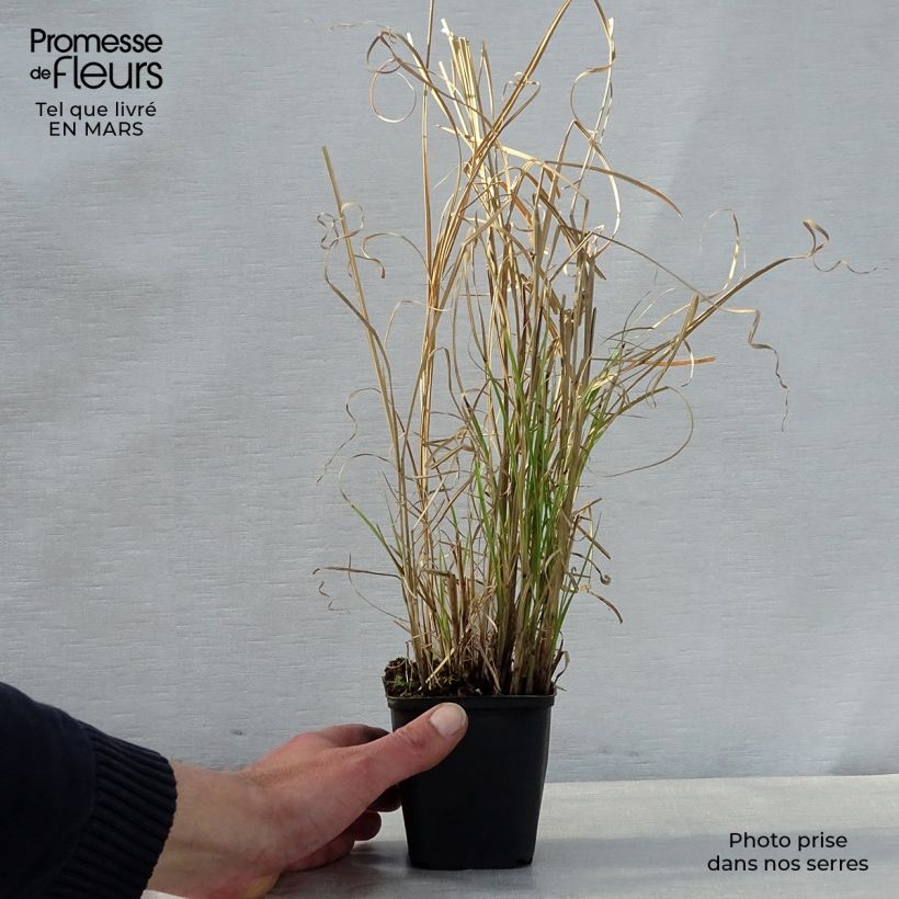 Example of Miscanthus sinensis Kleine Silberspinne - Roseau de Chine Godet de 8/9 cm as you get in printemps