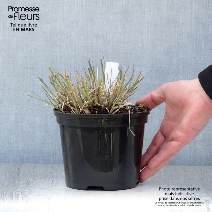 Example of Miscanthus sinensis Little Zebra - Roseau de Chine panaché en Pot de 2L/3L as you get in printemps