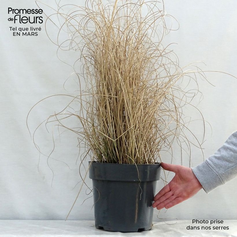 Spécimen de Miscanthus sinensis Morning Light - Eulalie, Roseau de Chine Pot de 7,5L/10L tel que livré au printemps