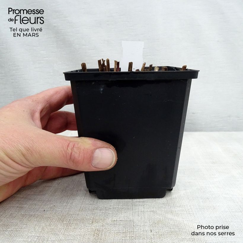 Example of Miscanthus sinensis Nippon - Eulalie, Roseau de Chine Godet de 8/9 cm as you get in printemps