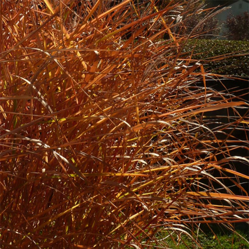 Miscanthus sinensis Purpurascens, Eulalie (Foliage)