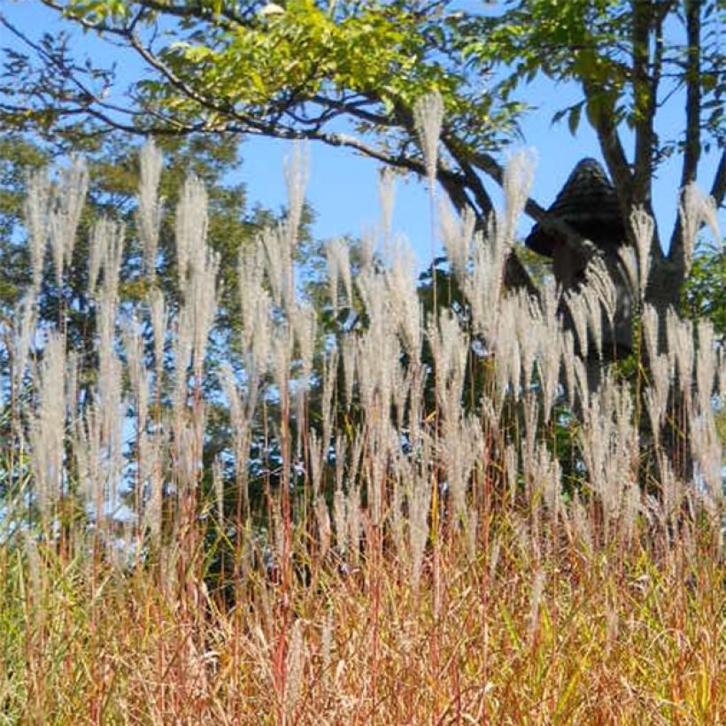 Miscanthus sinensis Purpurascens, Eulalie (Flowering)