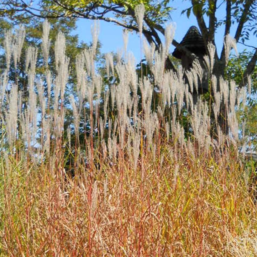 Miscanthus sinensis Purpurascens, Eulalie (Plant habit)