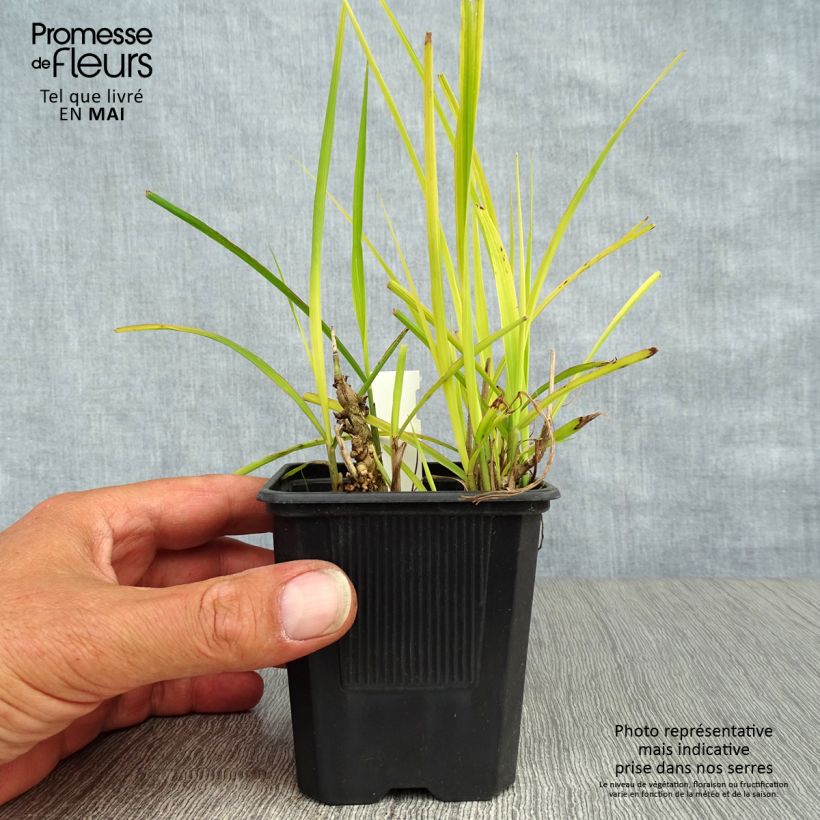 Example of Miscanthus sinensis Purpurascens, Eulalie Godet de 8/9 cm as you get in printemps