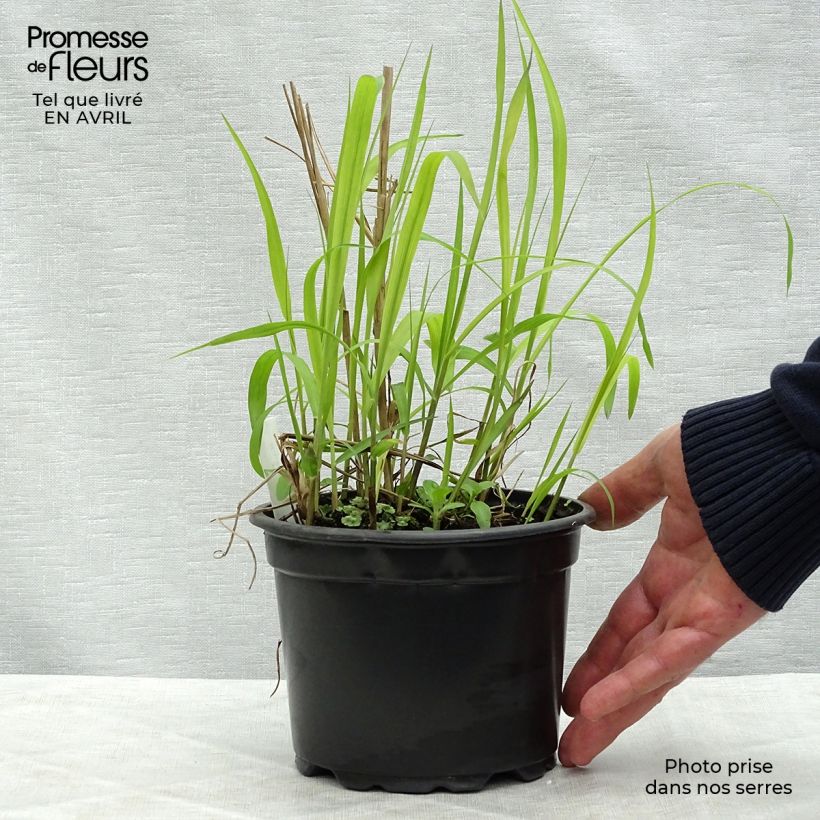 Example of Miscanthus sinensis Purpurascens, Eulalie Pot de 2L/3L as you get in printemps