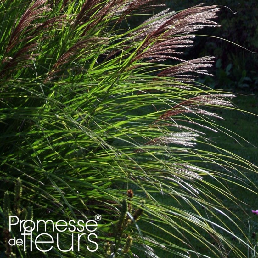 Miscanthus sinensis Red Chief - Roseau de Chine (Foliage)
