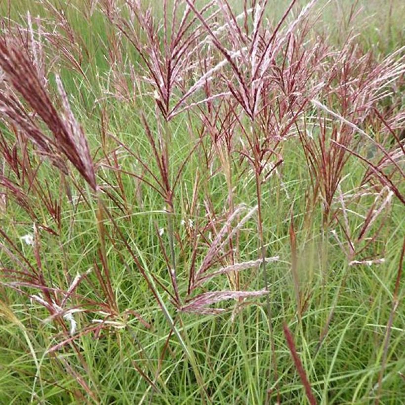 Miscanthus sinensis Red Chief - Roseau de Chine (Flowering)