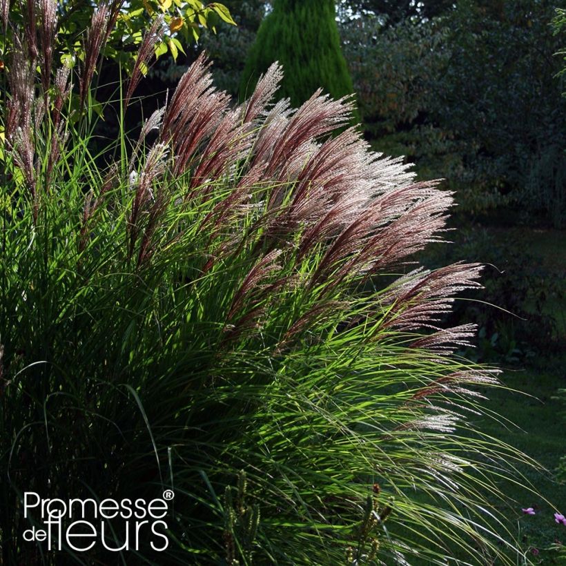 Miscanthus sinensis Red Chief - Roseau de Chine (Plant habit)