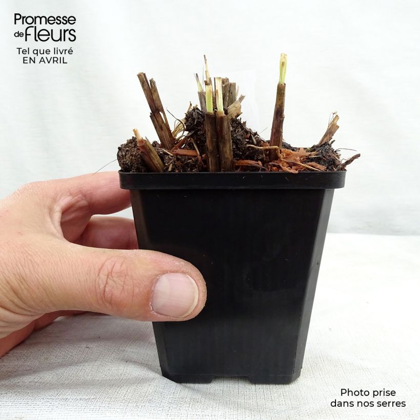 Example of Miscanthus sinensis Red Chief - Roseau de Chine Godet de 8/9 cm as you get in printemps