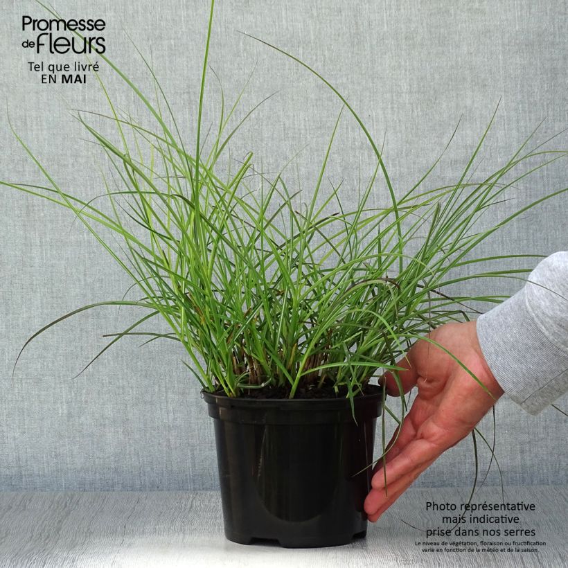 Example of Miscanthus sinensis Red Chief - Roseau de Chine Pot de 1,5L/2L as you get in printemps
