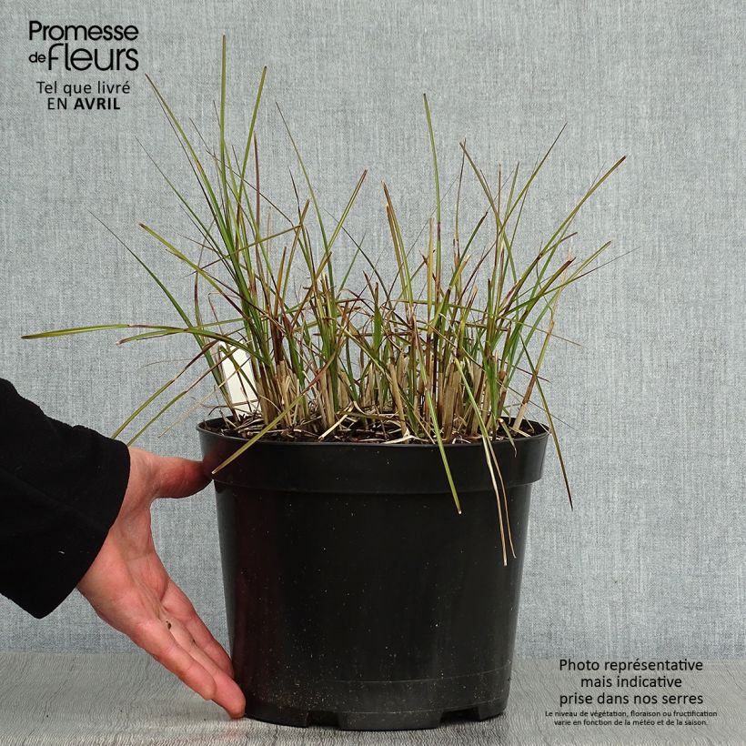 Example of Miscanthus sinensis Red Chief - Roseau de Chine Pot de 4L/5L as you get in printemps