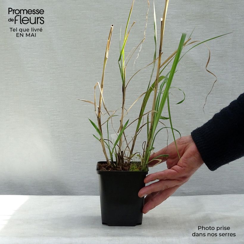 Example of Miscanthus sinensis Rotsilber - Roseau de Chine Godet de 8/9 cm as you get in printemps