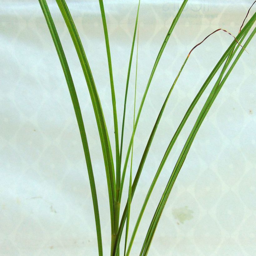 Miscanthus sinensis Sarabande - Eulalie, Roseau de Chine (Foliage)
