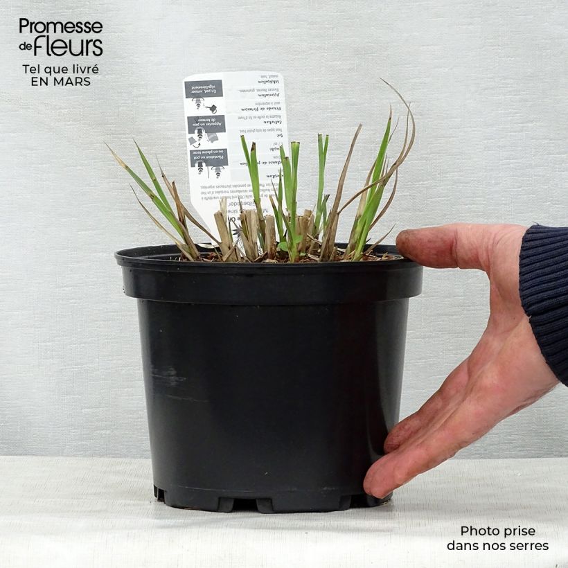 Example of Miscanthus sinensis Silberfeder - Roseau de Chine Pot de 2L/3L as you get in printemps