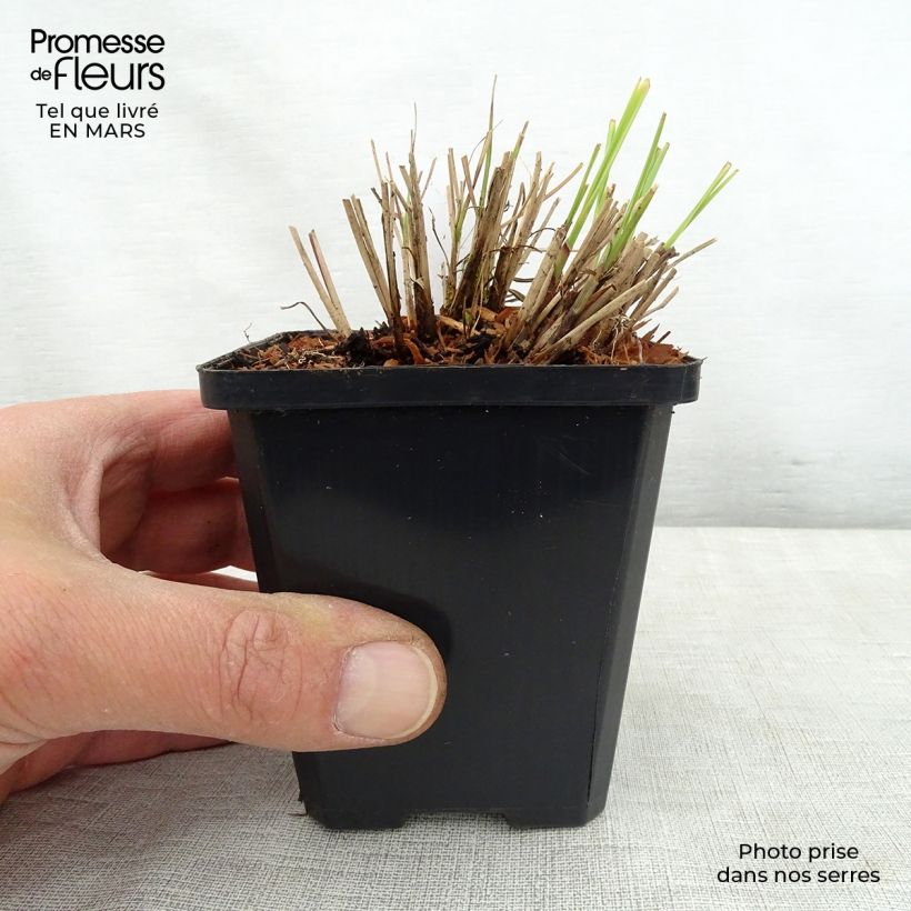 Example of Miscanthus sinensis Silberspinne - Roseau de Chine Godet de 8/9 cm as you get in printemps