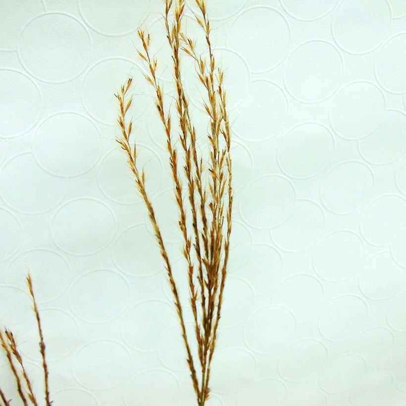 Miscanthus sinensis Sirene - Roseau de Chine (Flowering)