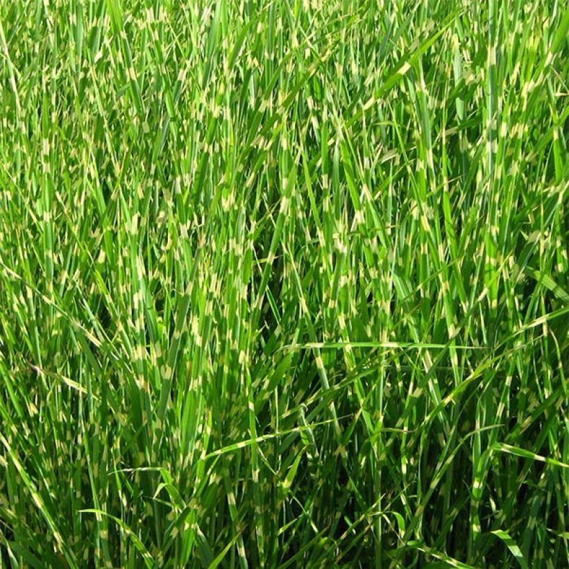 Miscanthus sinensis Strictus - Roseau de Chine (Plant habit)