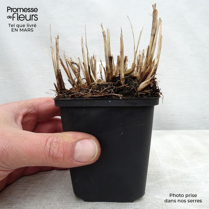 Example of Miscanthus sinensis Strictus Dwarf - Roseau de Chine Godet de 8/9 cm as you get in printemps