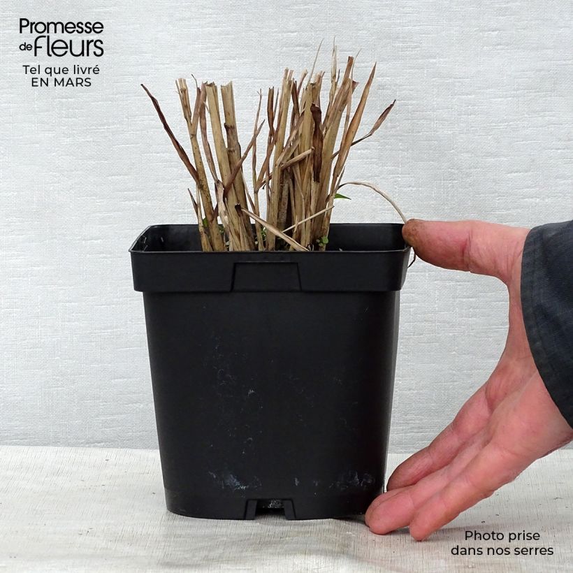 Example of Miscanthus sinensis Strictus - Roseau de Chine Pot de 2L/3L as you get in printemps