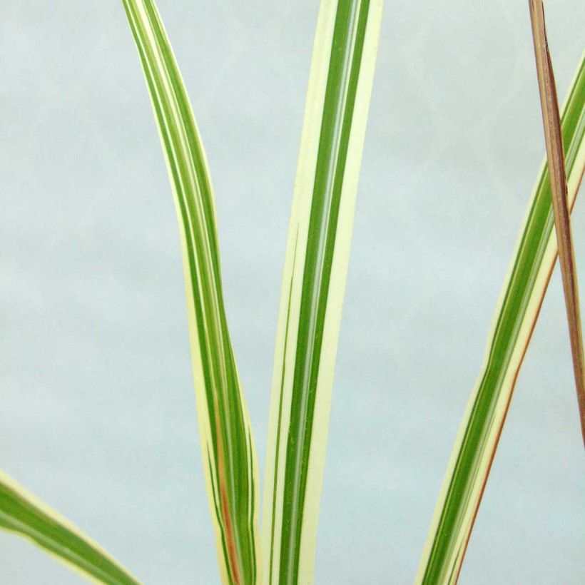Miscanthus sinensis Variegatus - Roseau de Chine (Foliage)