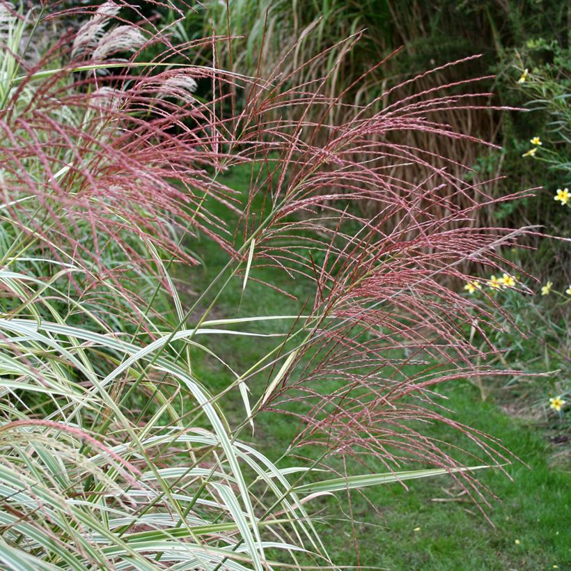 Miscanthus sinensis Variegatus - Roseau de Chine (Flowering)