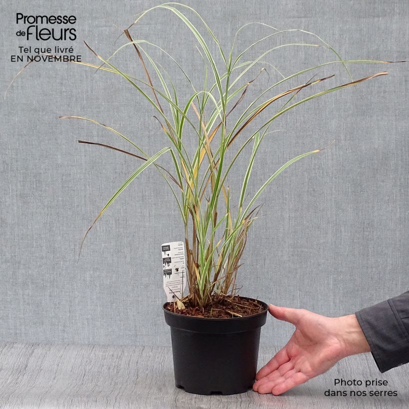 Spécimen de Miscanthus sinensis Variegatus - Roseau de Chine Pot de 2L/3L tel que livré en automne