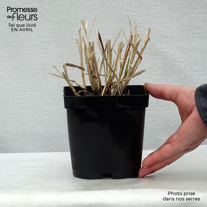 Example of Miscanthus sinensis Variegatus - Roseau de Chine Pot de 2L/3L as you get in printemps