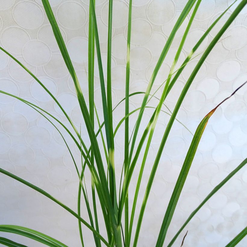 Miscanthus sinensis Zebrinus - Roseau de Chine (Foliage)