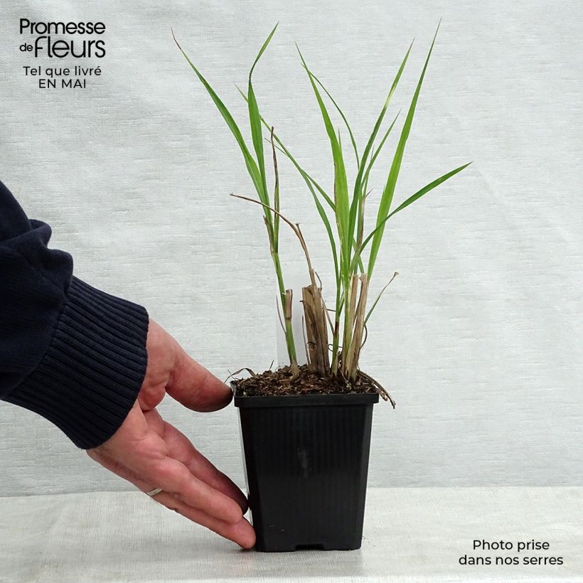 Example of Miscanthus sinensis Zebrinus - Roseau de Chine Godet de 8/9 cm as you get in printemps