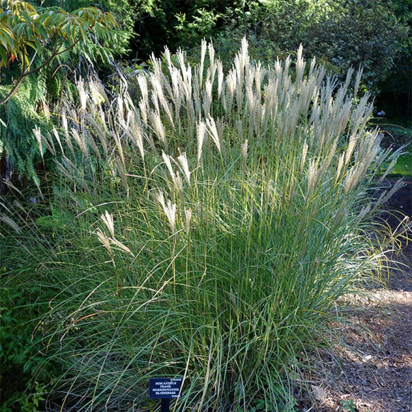 Miscanthus transmorrisonensis - Roseau de Chine (Plant habit)