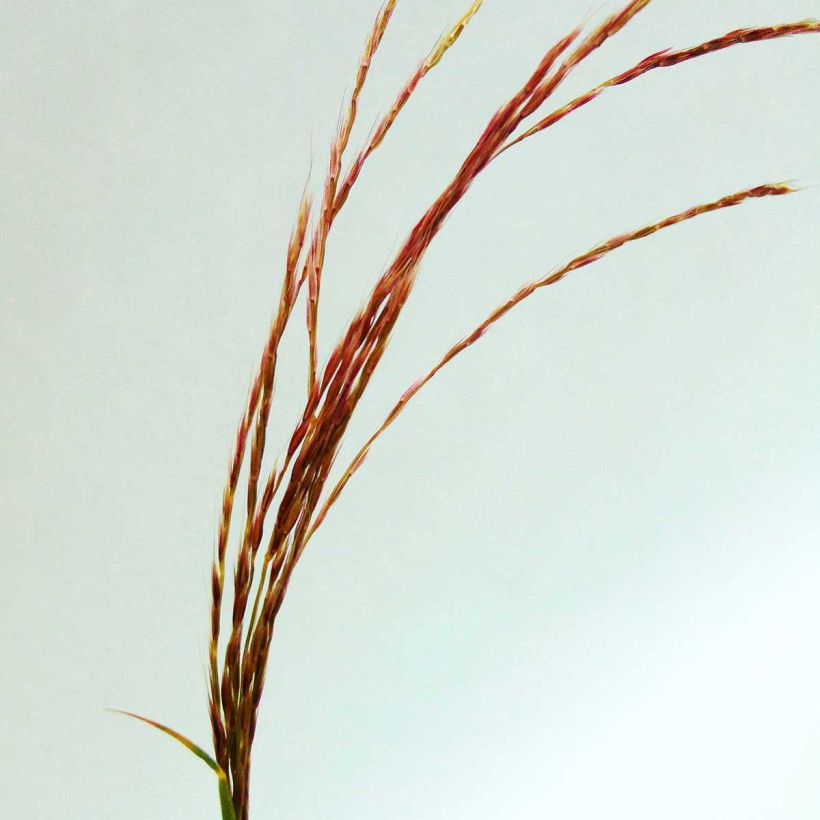 Miscanthus transmorrisonensis - Roseau de Chine (Flowering)