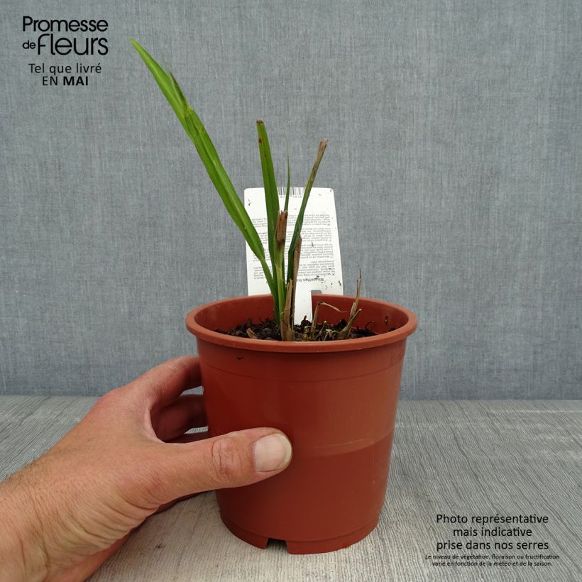Example of Miscanthus transmorrisonensis - Roseau de Chine Pot de 1L/1,5L as you get in printemps