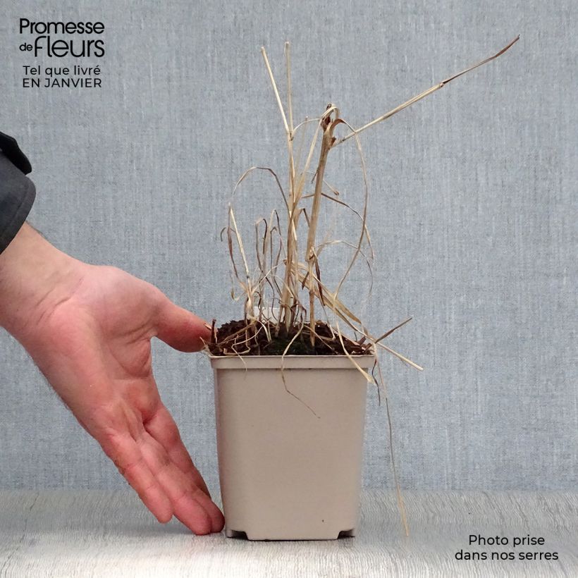 Example of Miscanthus (x) giganteus Alligator - Roseau de Chine Pot de 10 cm/11cm as you get in hiver
