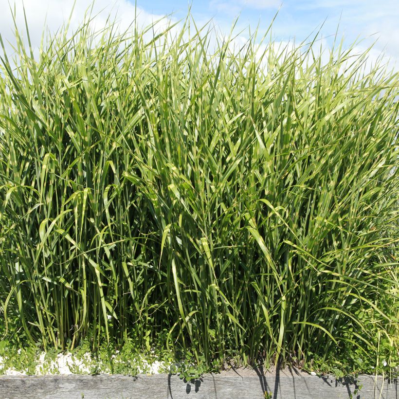 Miscanthus sinensis Giraffe - Roseau de Chine (Port)