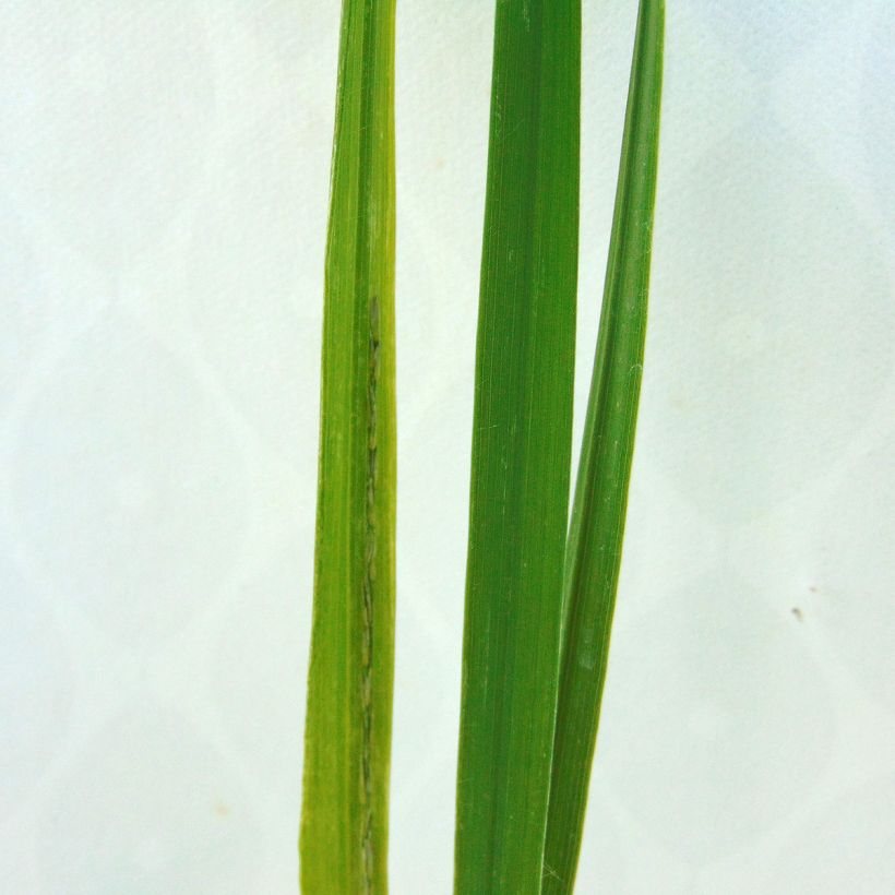 Molinia arundinacea Windsaule - Molinie (Foliage)