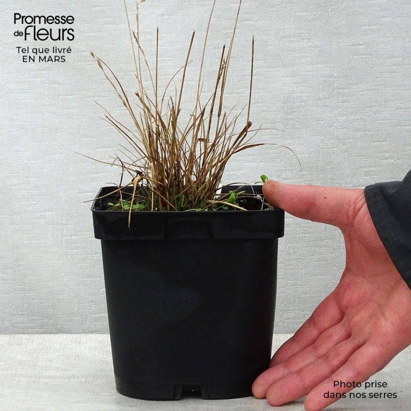 Example of Molinia caerulea Edith Dudszus - Molinie bleue Pot de 2L/3L as you get in printemps
