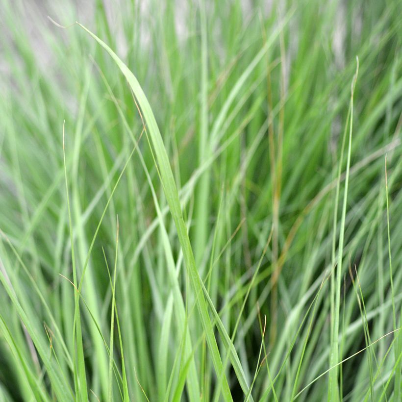 Molinia caerulea Heidezwerg - Molinie bleue à fleurs pourpre (Feuillage)