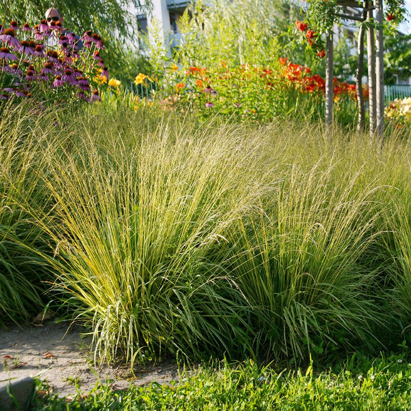 Molinia caerulea Heidezwerg - Molinie bleue à fleurs pourpre (Port)