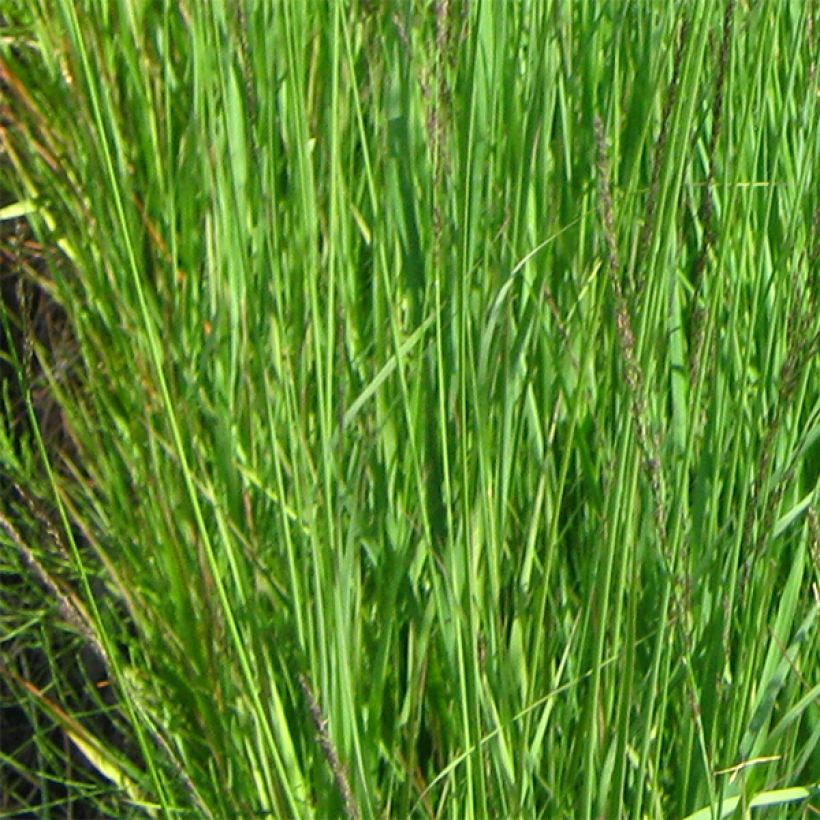 Molinia caerulea ssp arundinacea Fontäne (Foliage)