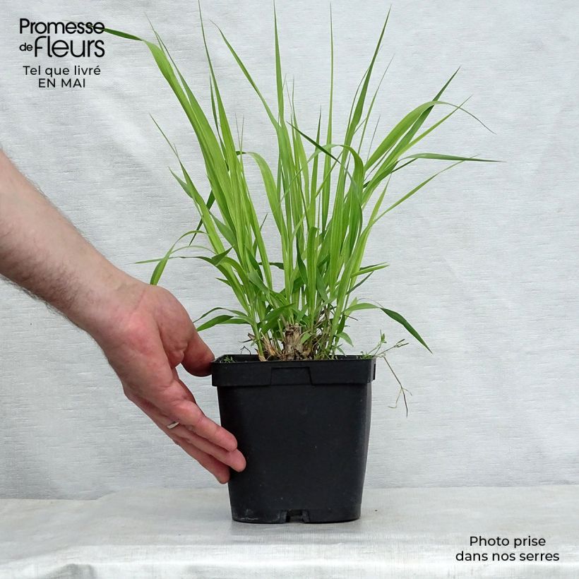 Example of Molinia caerulea ssp arundinacea Skyracer Pot de 2L/3L as you get in printemps