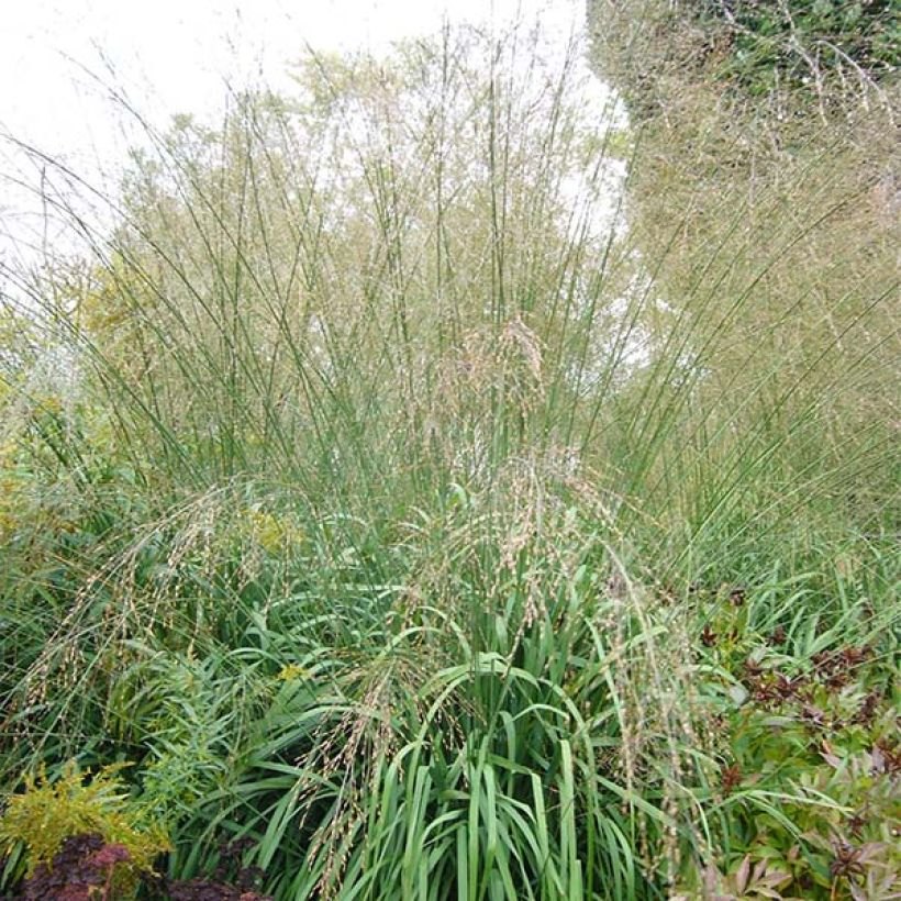 Molinia caerulea ssp arundinacea Transparent (Plant habit)