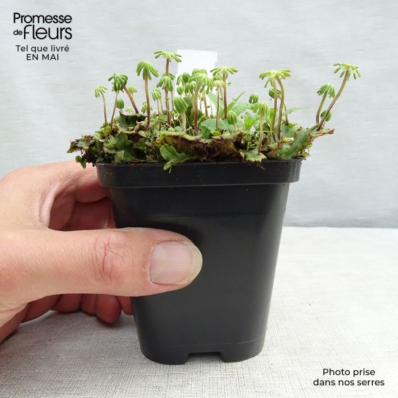 Example of Molinia caerulea ssp caerulea Heidebraut - Molinie Godet de 8/9 cm as you get in printemps