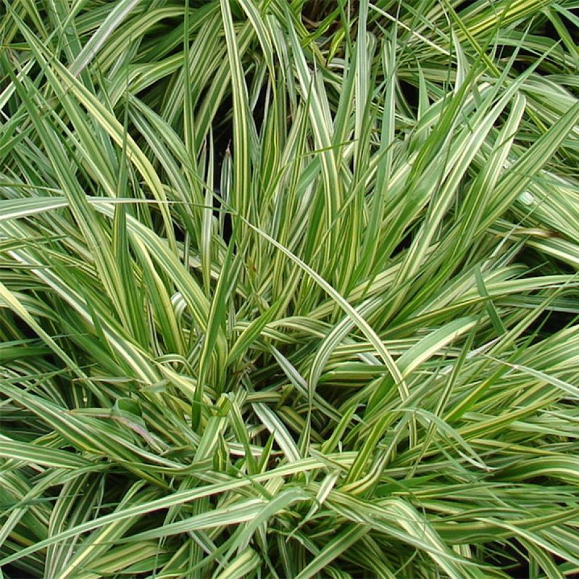 Molinia caerulea ssp caerulea Variegata - Molinie panachée (Foliage)