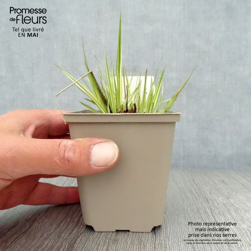 Example of Molinia caerulea ssp caerulea Variegata - Molinie panachée Godet de 8/9 cm as you get in printemps