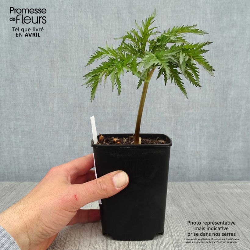 Example of Molopospermum peloponnesiacum Godet de 8/9 cm as you get in printemps