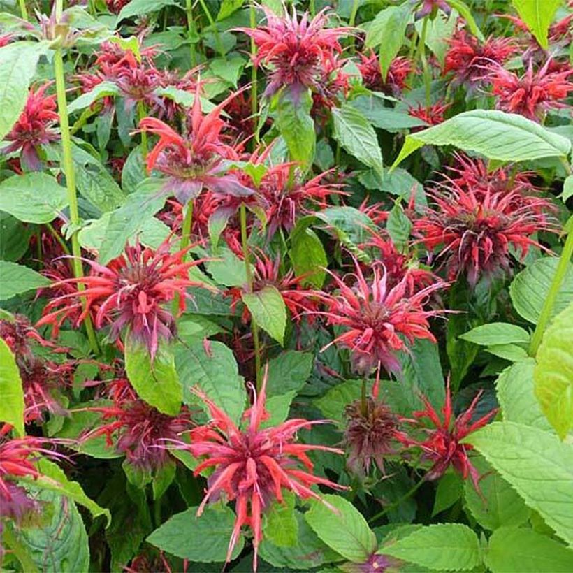 Monarde Cambridge Scarlet -Thé d'Oswego Cambridge Scarlet - Monarda Bergamote  (Flowering)