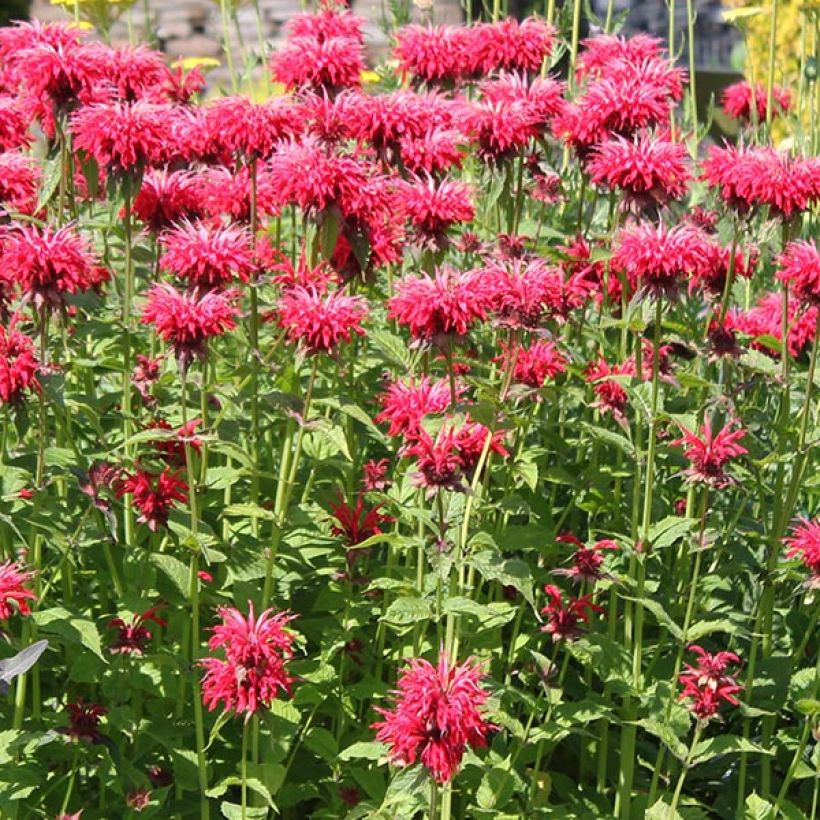 Monarda Gardenview Scarlet - Bergamote écarlate (Flowering)