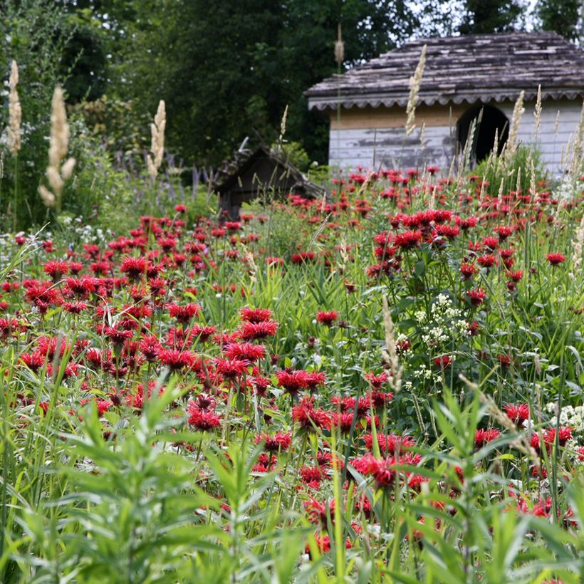 Monarda Gardenview Scarlet - Bergamote écarlate (Plant habit)