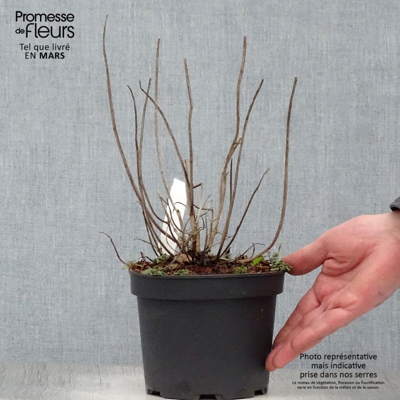 Example of Monarda Gardenview Scarlet - Bergamote écarlate Pot de 2L/3L as you get in printemps