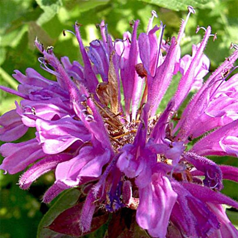 Monarda fistulosa Tetraploid - Bergamote rose (Flowering)